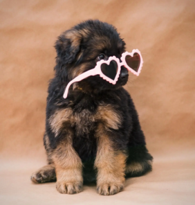 german shepherd (1)