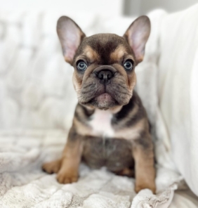 Französische Bulldogge