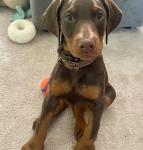 dobermann welpen