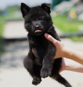 german shepherd (6)