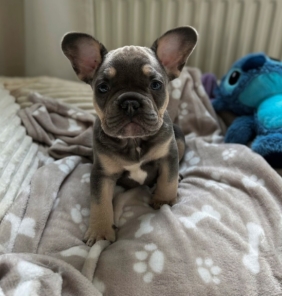 Französische Bulldogge Welpen