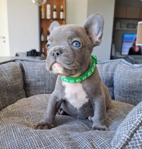 Französische Bulldogge