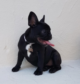 Französische Bulldogge