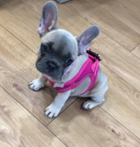 Französische Bulldogge