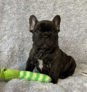 Französische Bulldogge Welpen
