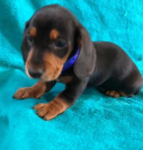 dachshund_1 (3)