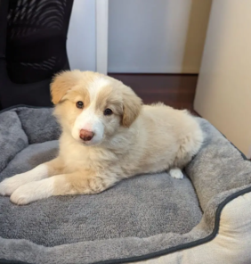 border collie 3 (1)