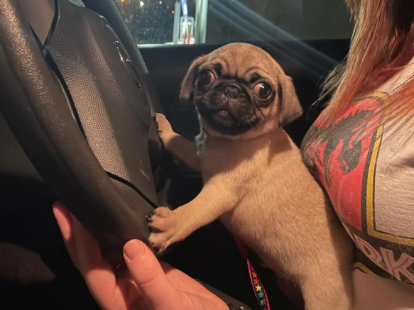 thegalwaypug-20250108-0001