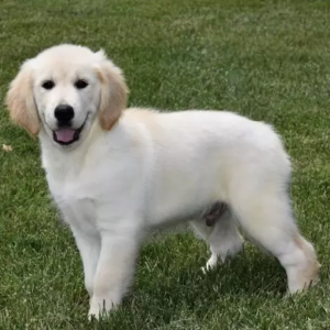 Golden Retriever Welpen