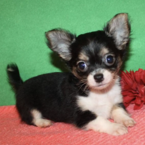 Chihuahua welpen
