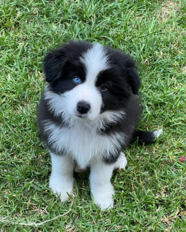 Border Collie
