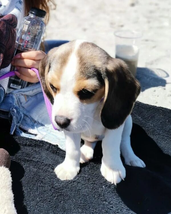 Beagle Welpen