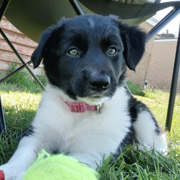 Border Collie