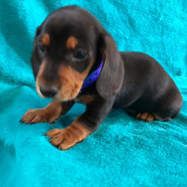 dachshund_