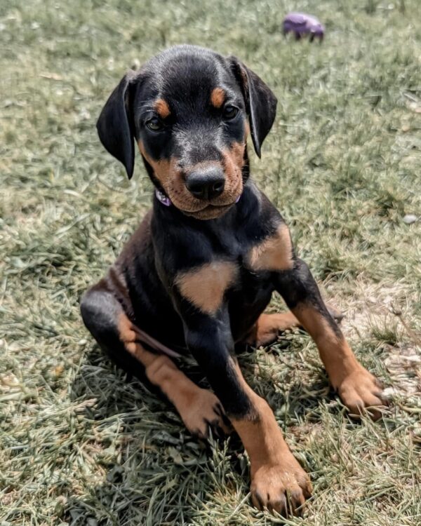 dobermann welpen