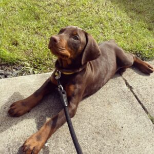 Dobermann Welpen