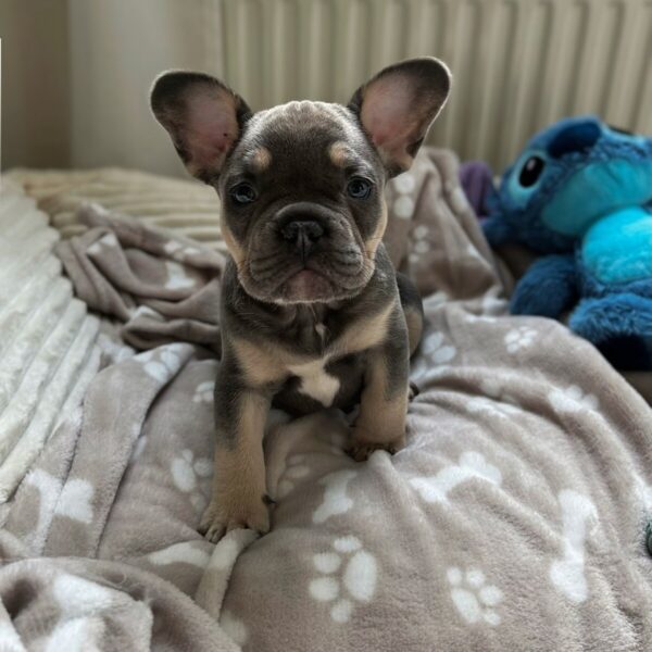 Französische Bulldogge Welpen