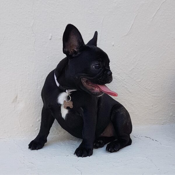 Französische Bulldogge