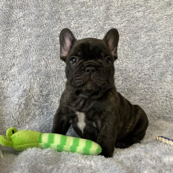 Französische Bulldogge Welpen