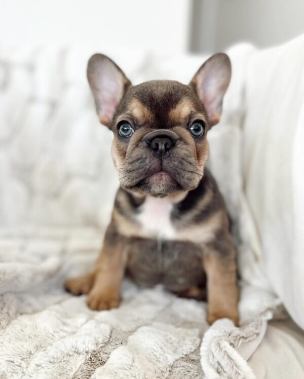 Französische Bulldogge