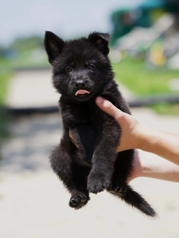 german shepherd (6)