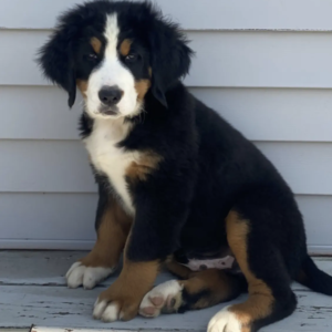 Berner Sennenhund