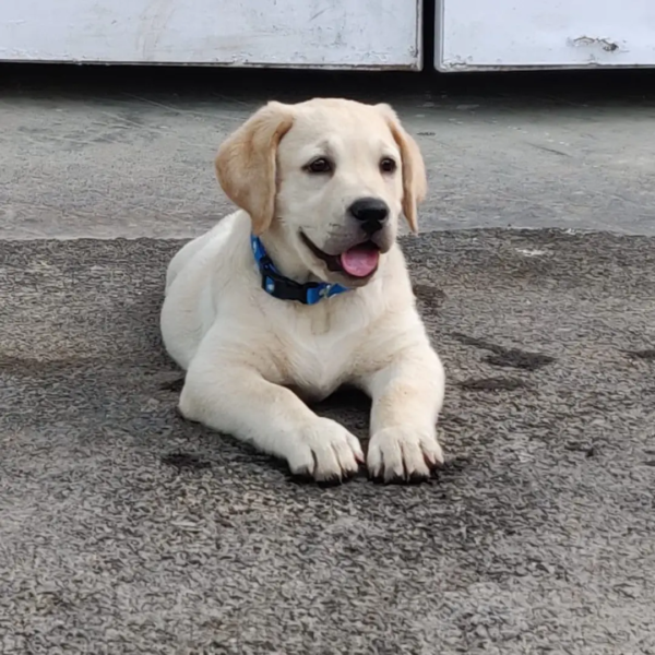 labrador 6 (1)