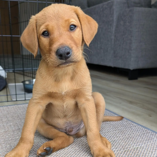 labrador-fox (13)