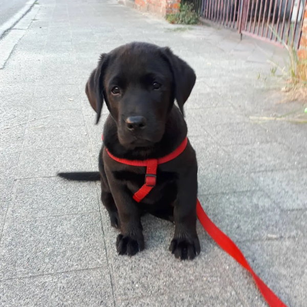 labrador4 (4)