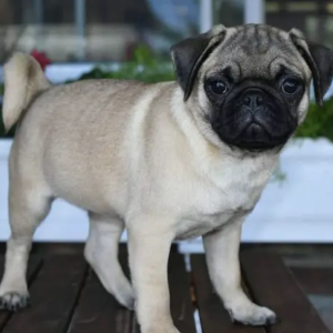 Mops welpen