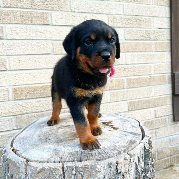 rottweilers (1)
