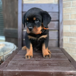 Rottweiler Welpen