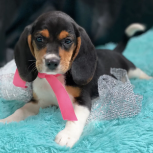 Beagle Welpen
