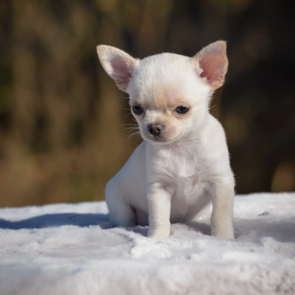 chihuahua (12)