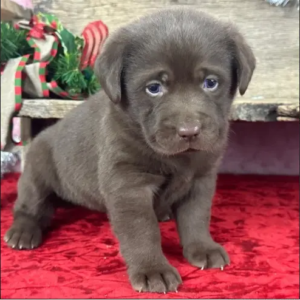 Labrador Retriever Welpen