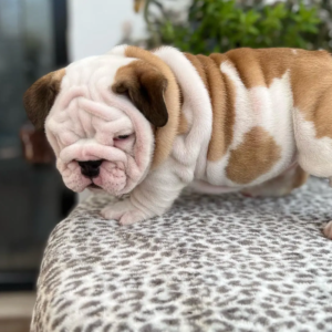 Englische Bulldoggen welpen