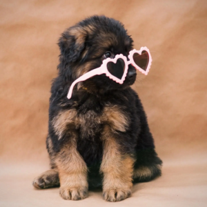 Deutsche Schäferhund welpen