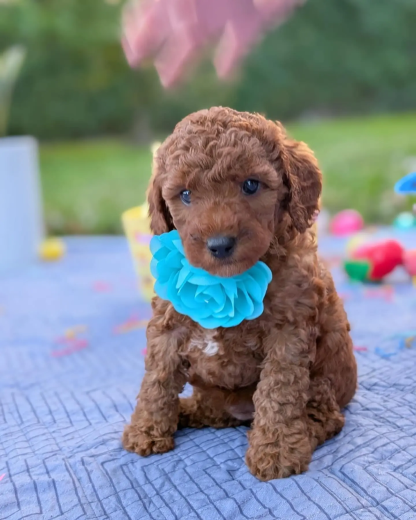 goldendoodle (3)