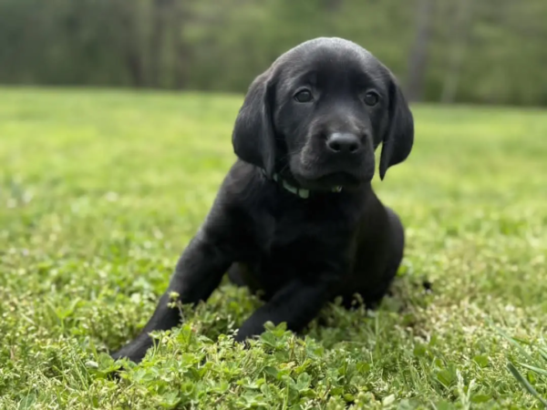 labrador5 (7)