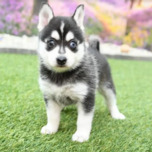 Siberian Husky Welpen