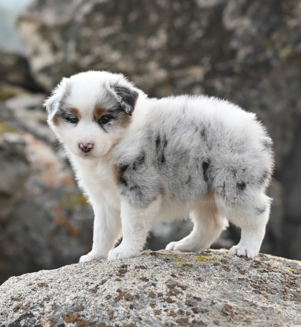 pomsky 1 (1)