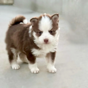 Pomsky Welpen