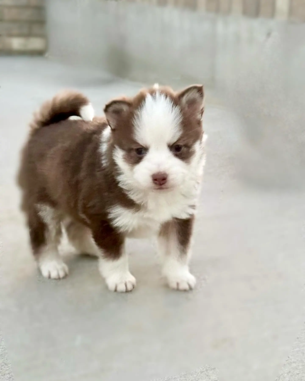 pomsky1 (36)