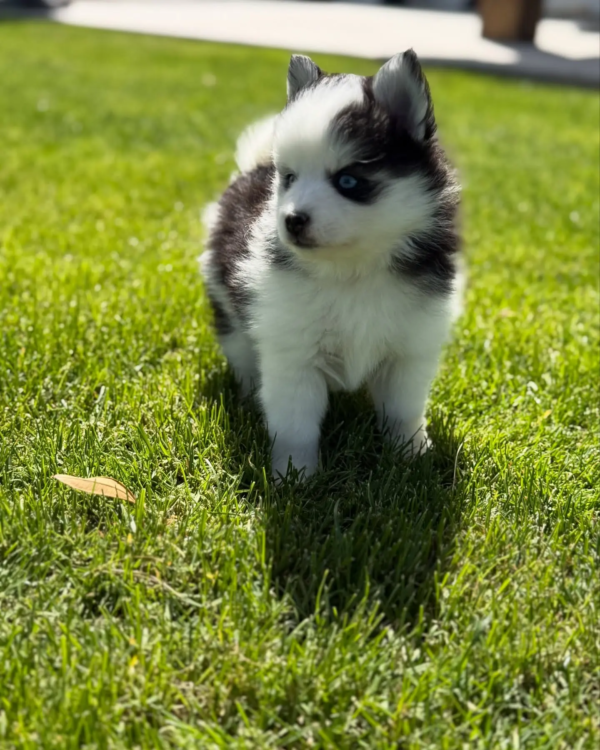pomsky1 (7)