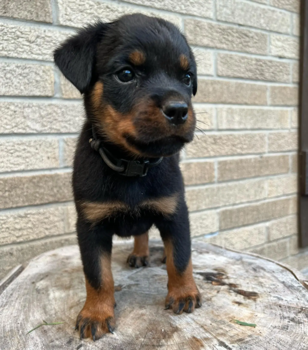 rottweilers (8)