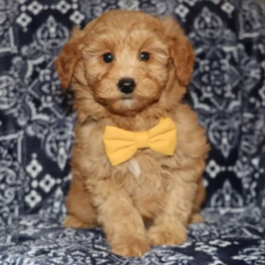 Goldendoodle Welpen