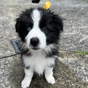 Border Collie Welpen