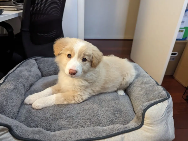 border collie 3 (1)