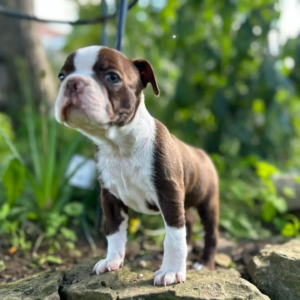 Boston Terrier Welpen
