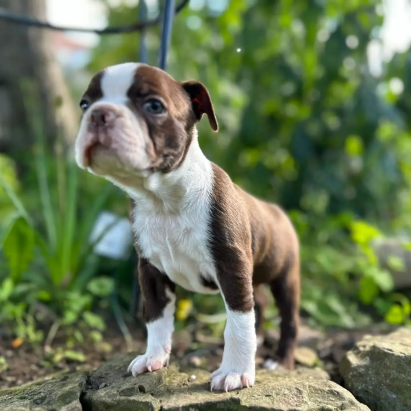 boston terrier